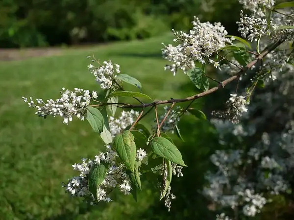 Foto de Deutzia ningpoensis (Deutzia ningpoensiss)