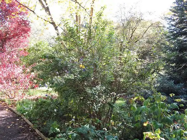 Photo of Deutzia scabra (Deutzia scabras)