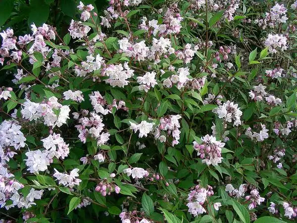 Photo of Deutzia scabra (Deutzia scabras)