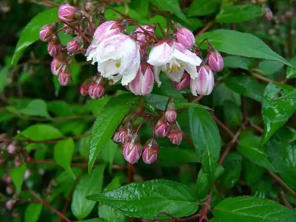 Photo of Deutzia scabra - Deutzia scabra x Pink Minor flower detail:Rachelgreenbelt