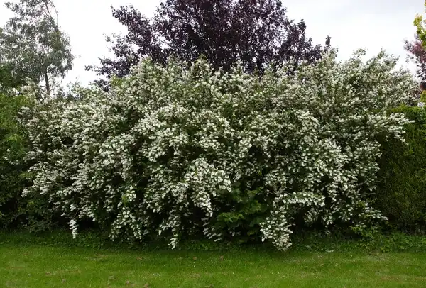 Photo of Deutzia scabra - Whole plant: