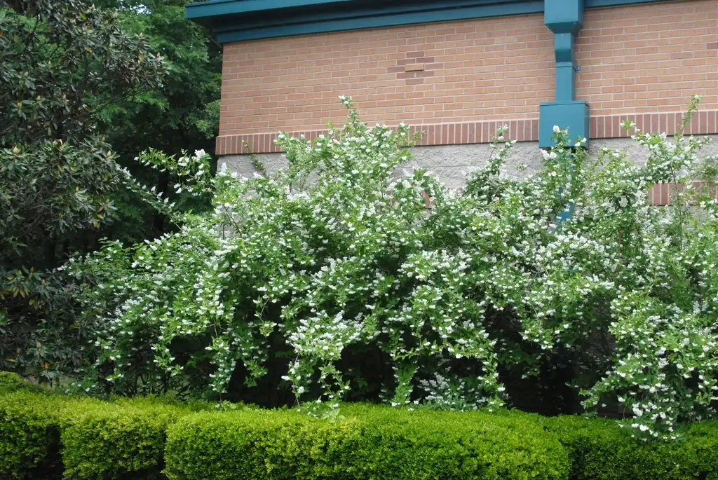 Photo of Deutzia scabra - Flower Form:Jim Robbins