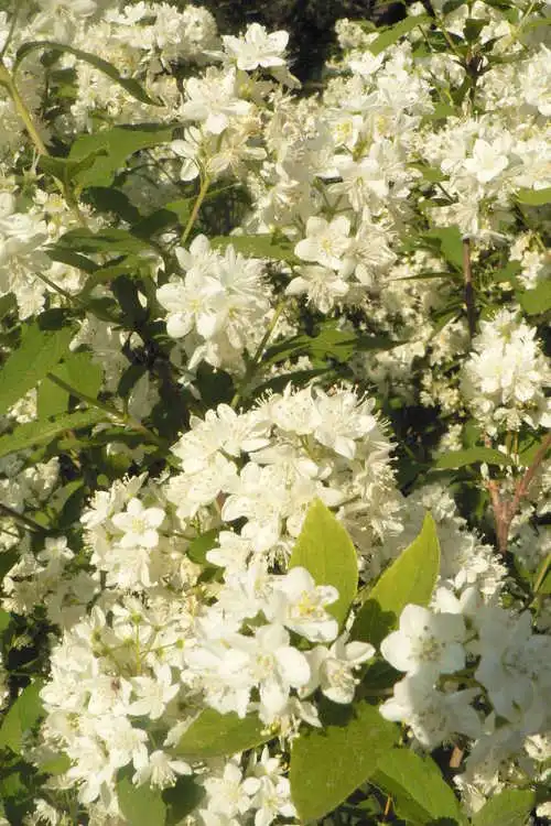 Фото Deutzia x lemoinei (Deutzia x lemoineis)