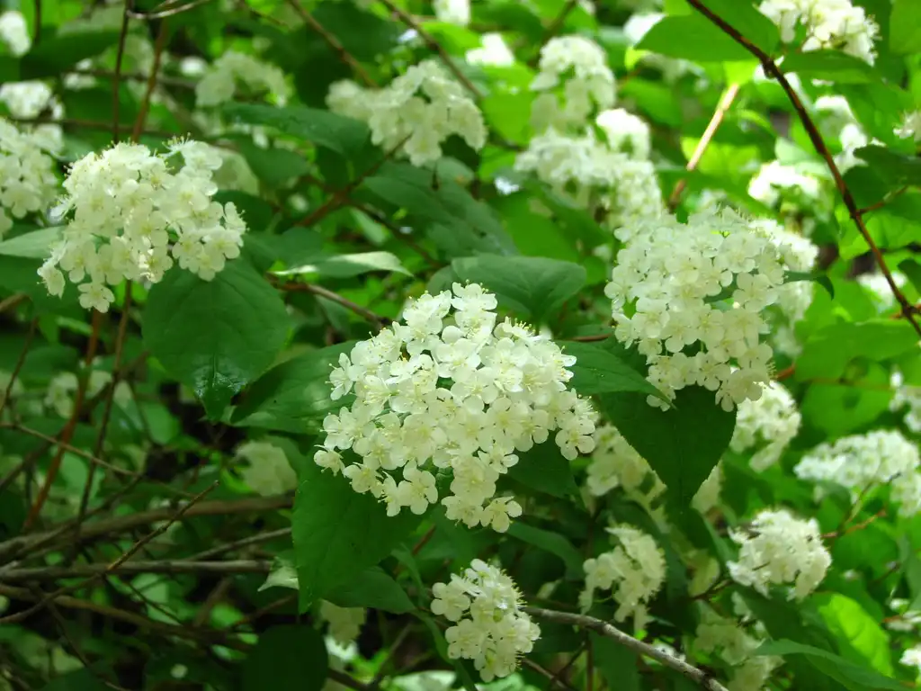 Фото Deutzia x lemoinei (Deutzia x lemoineis)