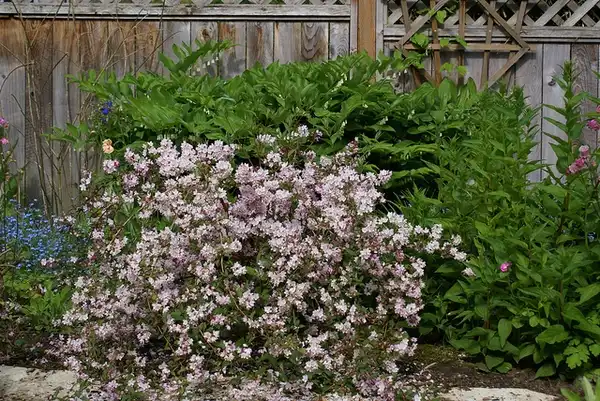 Photo of Deutzia x rosea (Deutzia x roseas)
