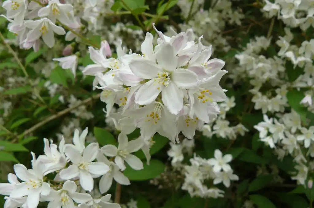 Photo of Deutzia x rosea (Deutzia x roseas)