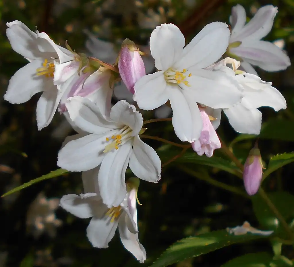Photo of Deutzia x rosea - 'Carminea' closeup of flower:Salicyna