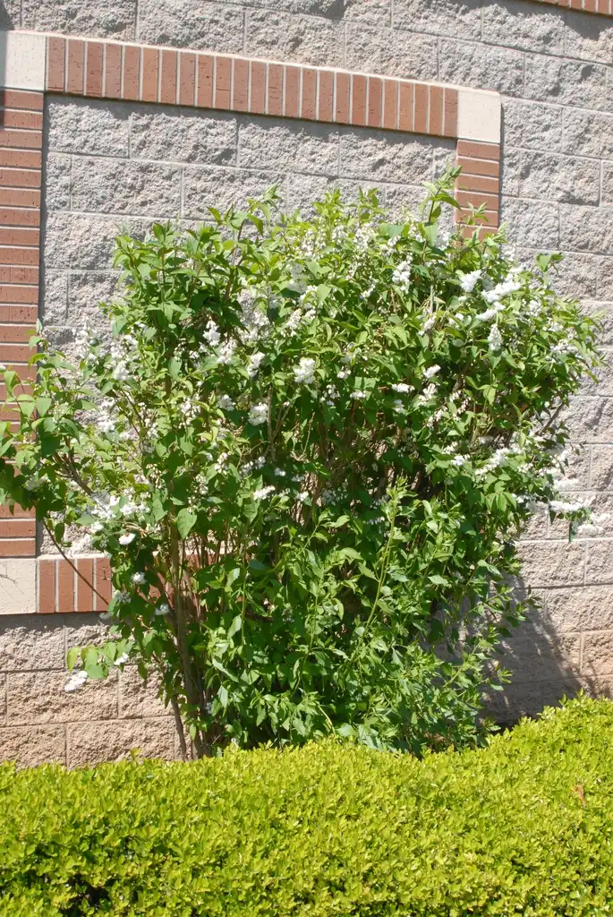 Photo of Deutzia (Deutzias)