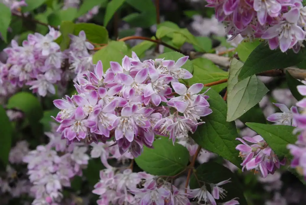 Photo of Deutzia (Deutzias)