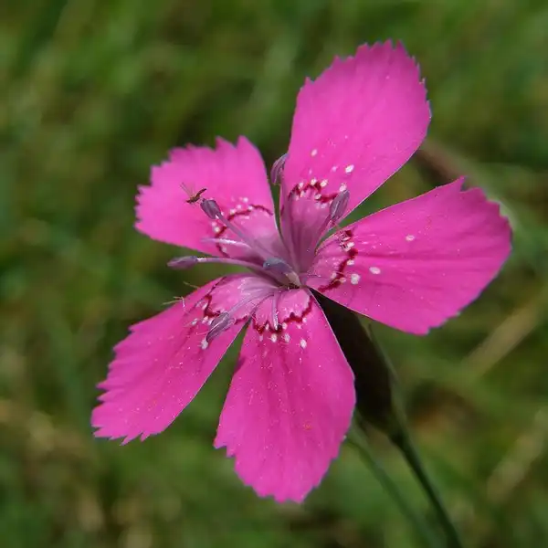 Photo of Dianthus armeria (Dianthus armerias)