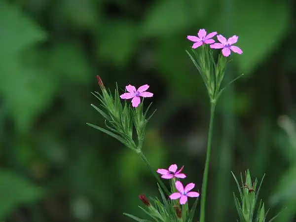 Photo of Dianthus armeria (Dianthus armerias)