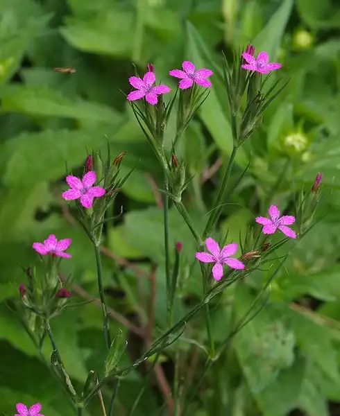Photo of Dianthus armeria - :Steve Guttman