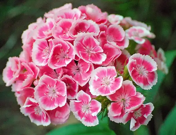 Фото Dianthus barbatus (Dianthus barbatuss)