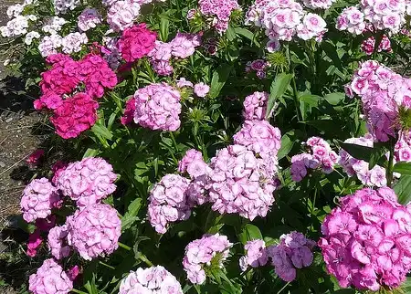Фото Dianthus barbatus (Dianthus barbatuss)