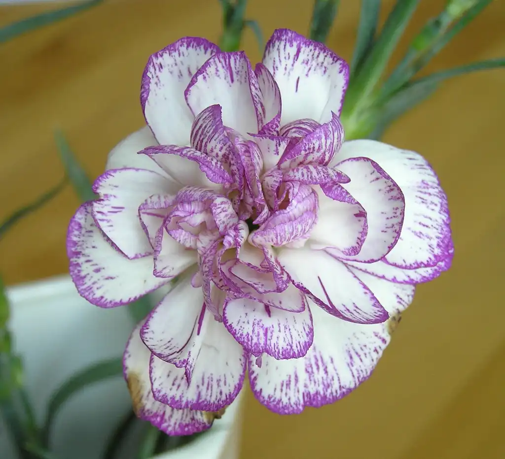 Foto de Dianthus caryophyllus (Dianthus caryophylluss)