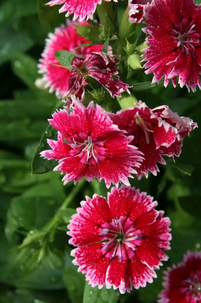 Photo of Dianthus chinensis x barbatus (Dianthus chinensis x barbatuss)