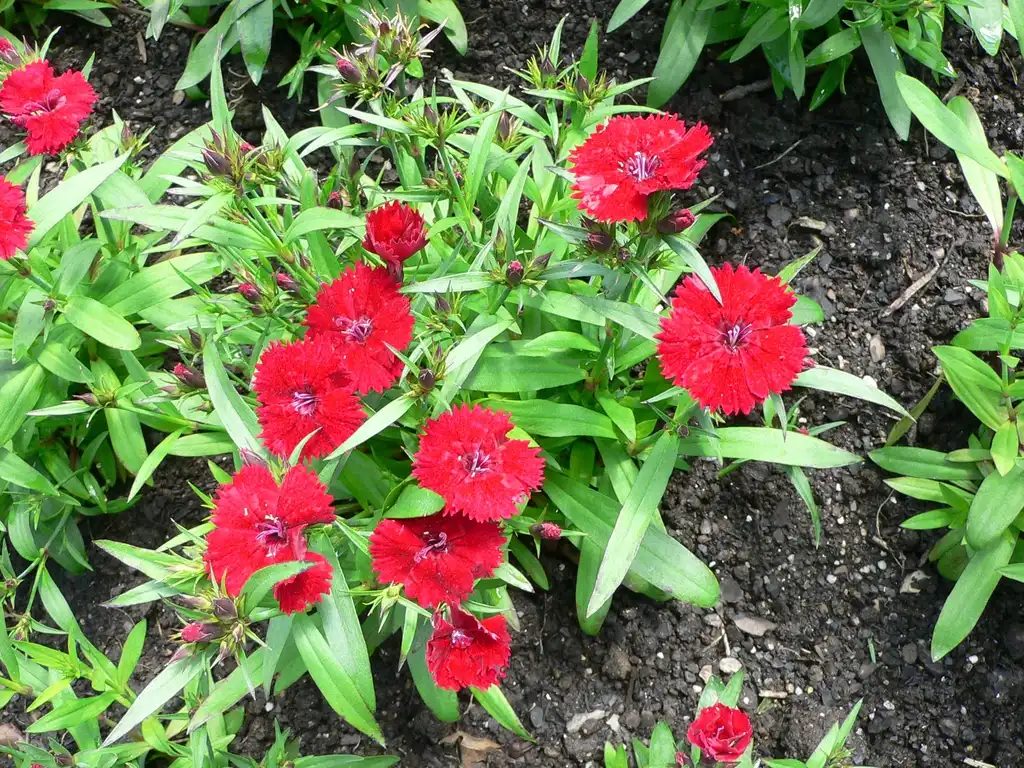 Photo of Dianthus chinensis x barbatus (Dianthus chinensis x barbatuss)