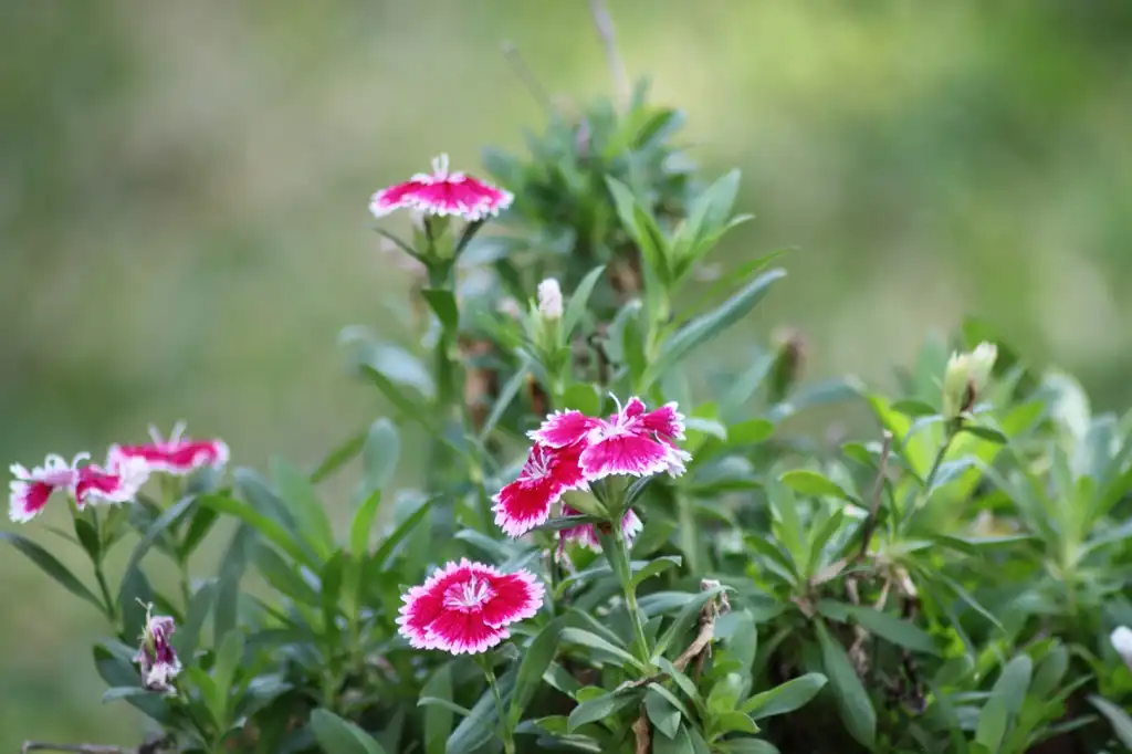 Photo of Dianthus chinensis x barbatus - Flower and leaves:A Yee