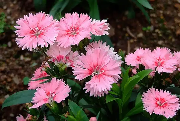 Фото Dianthus chinensis (Dianthus chinensiss)