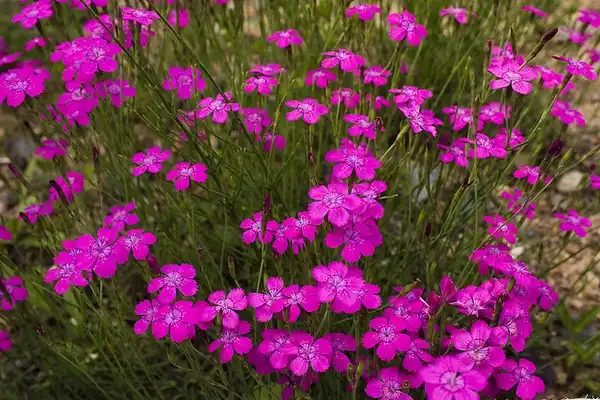 Фото Dianthus chinensis (Dianthus chinensiss)