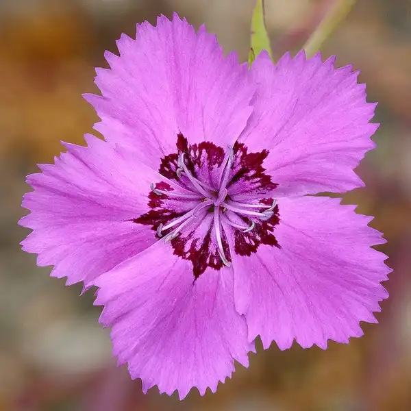 Фото Dianthus chinensis - :James Gaither