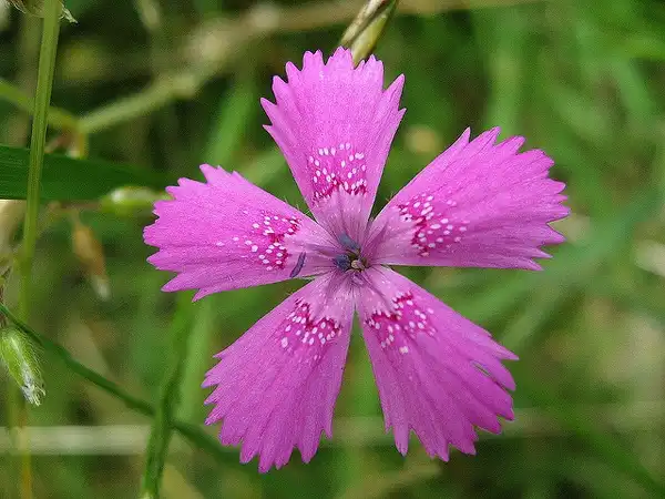 Photo of Dianthus deltoides (Dianthus deltoidess)