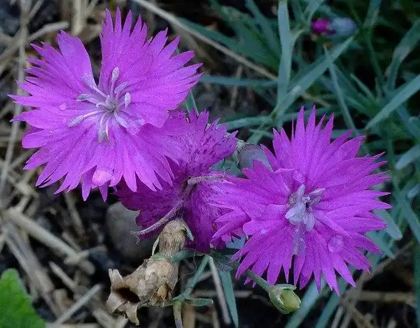 Photo of Dianthus gratianopolitanus (Dianthus gratianopolitanuss)