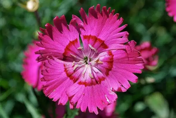 Photo of Dianthus gratianopolitanus (Dianthus gratianopolitanuss)