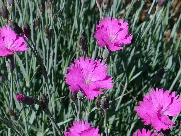 Photo of Dianthus gratianopolitanus - Flowers and foliage:Chipmunk-1