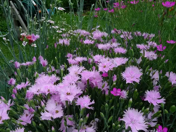 Photo of Dianthus plumarius (Dianthus plumariuss)
