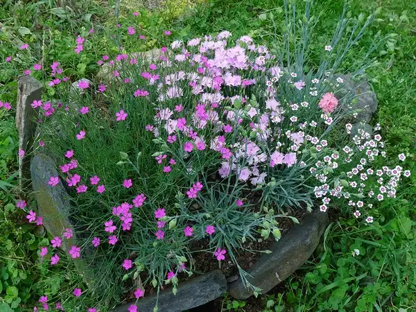Photo of Dianthus plumarius (Dianthus plumariuss)