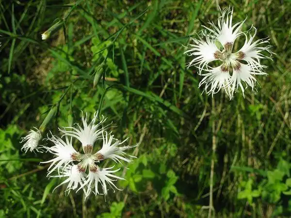 Photo of Dianthus plumarius - groundcover:Inger Vedel