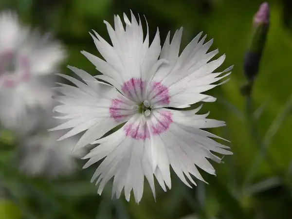 Photo of Dianthus plumarius - Dianthus plumarius:Nicholas Gent
