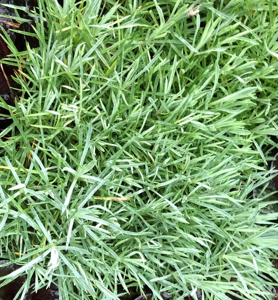 Photo of Dianthus plumarius - Dianthus plumarius 'Cottage Pink' foliage, Wake County, NC:Cathy Dewitt