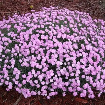 Photo of Dianthus plumarius - Flowers (Wake County,NC)-Mid Spring:Cathy Dewitt
