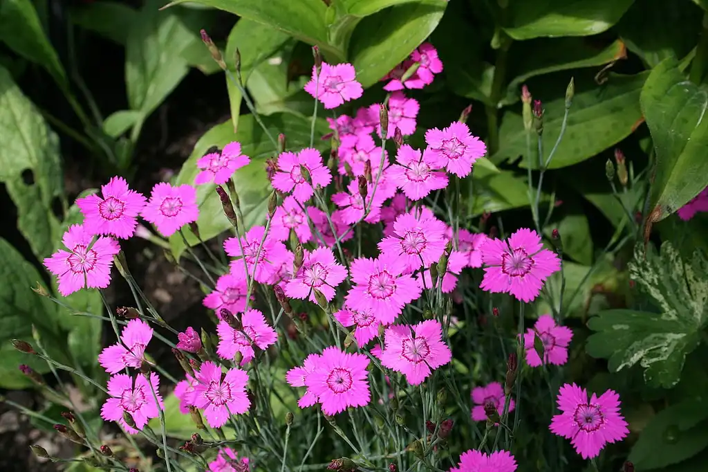 Фото Dianthus (Dianthuss)