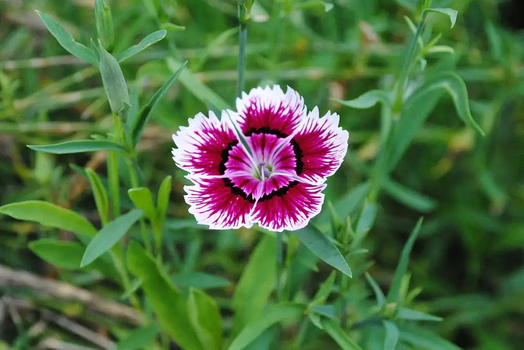 Фото Dianthus (Dianthuss)