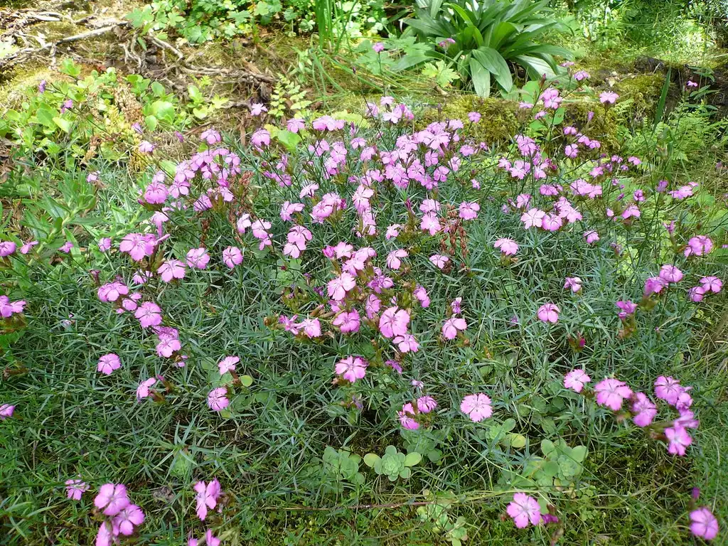 Фото Dianthus - Form:Meneekre bloem