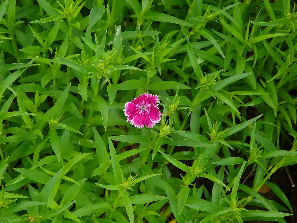 Фото Dianthus - Leaves:inspired by you