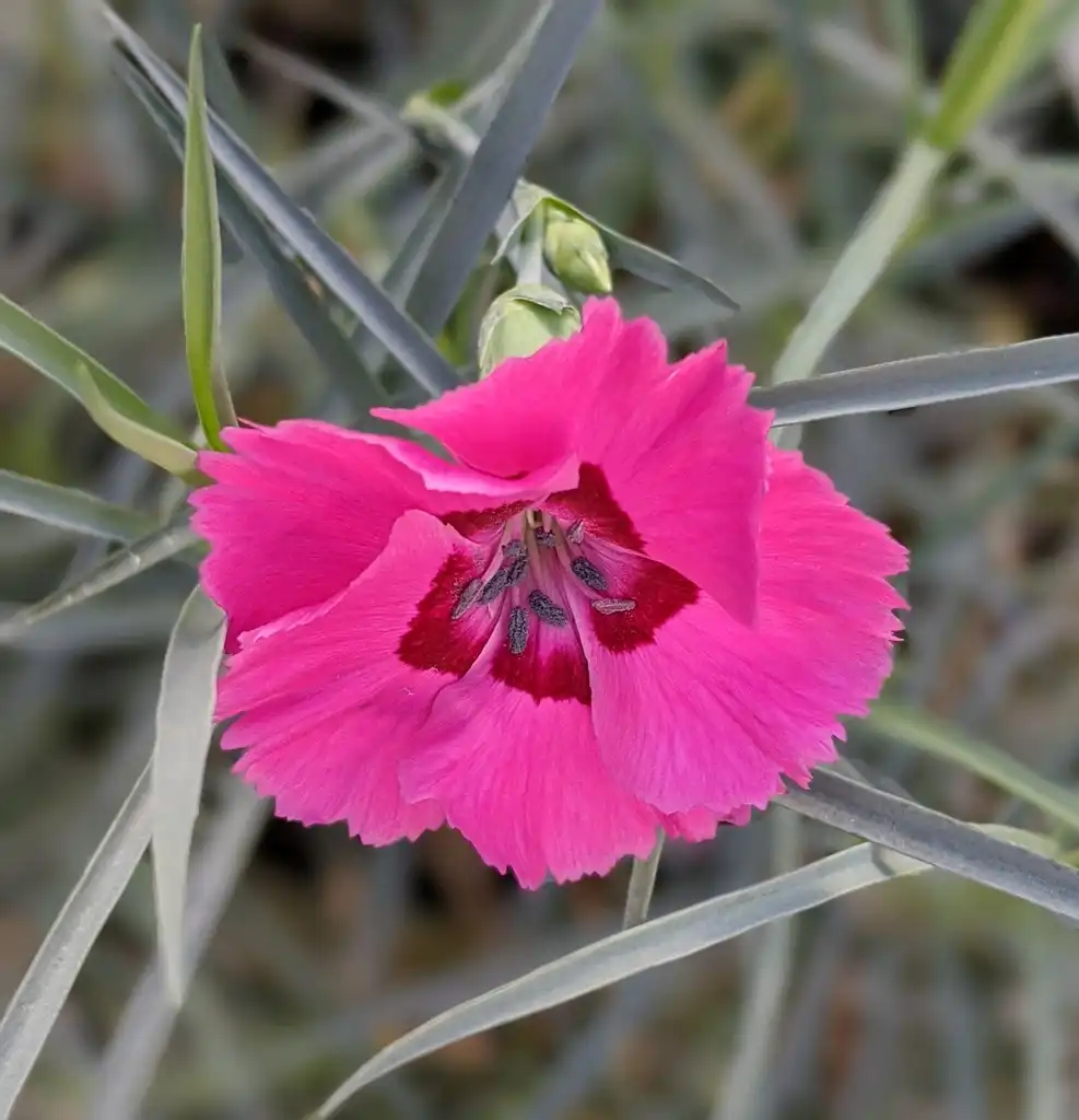 Фото Dianthus - Close-up flower:Ben A. Bergmann