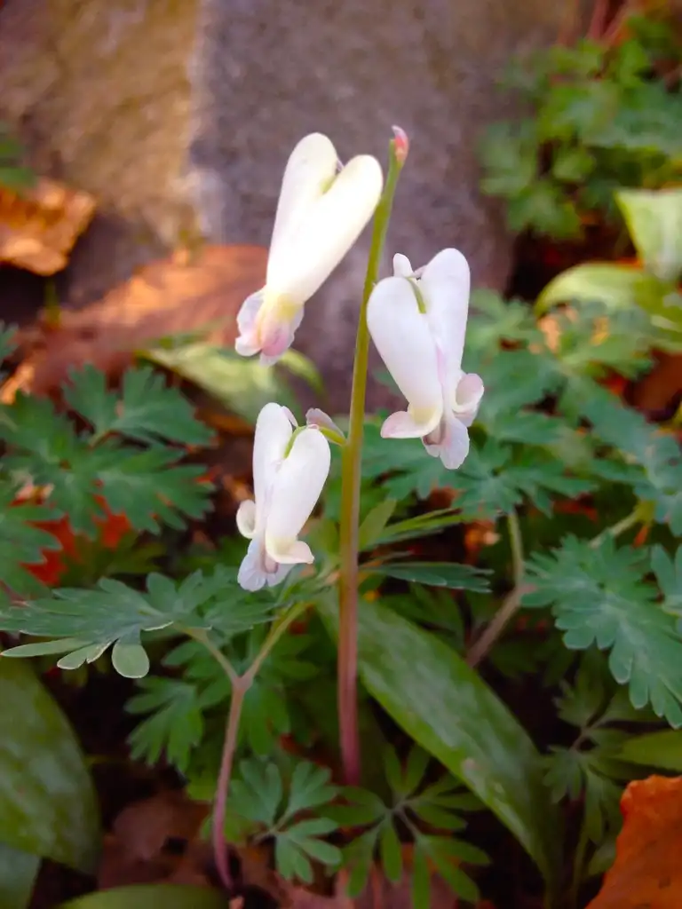 Photo of Dicentra canadensis (Dicentra canadensiss)