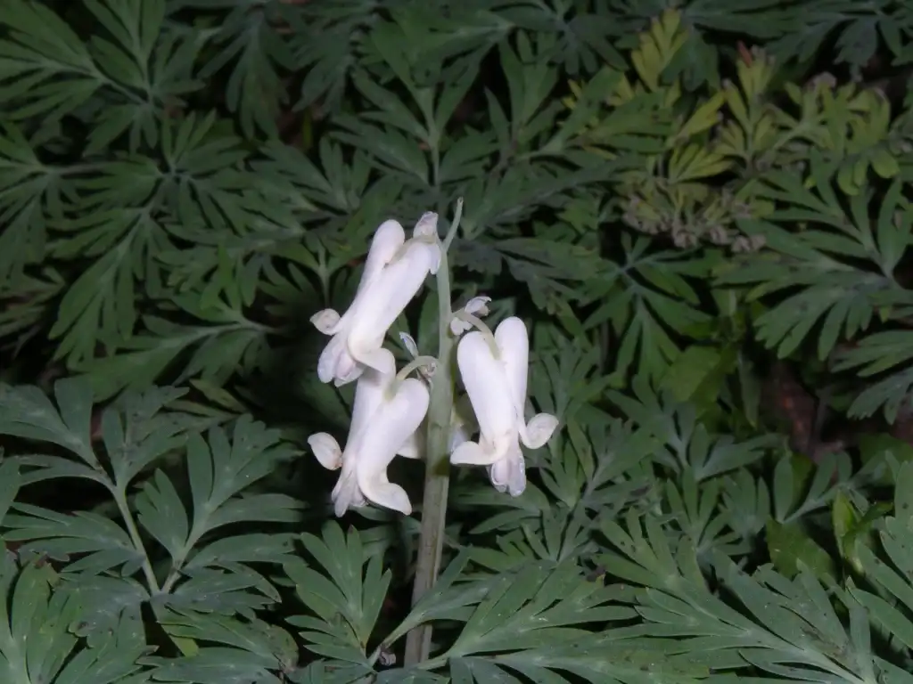 Photo of Dicentra canadensis (Dicentra canadensiss)