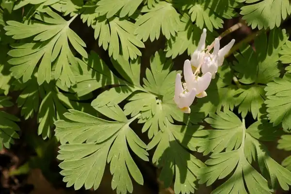 Foto de Dicentra cucullaria (Dicentra cucullarias)