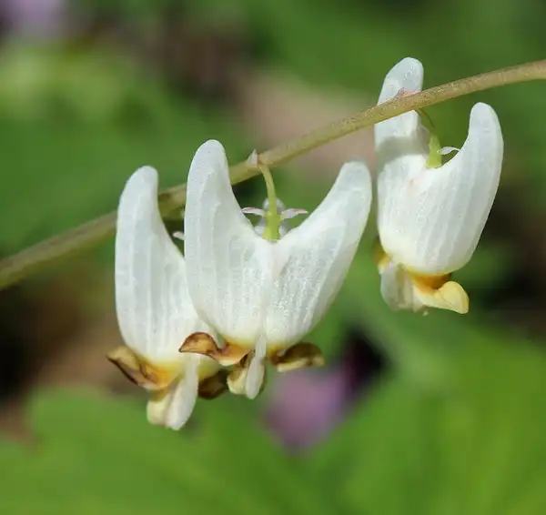 Foto de Dicentra cucullaria (Dicentra cucullarias)