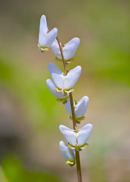 Foto de Dicentra cucullaria - :wplynn