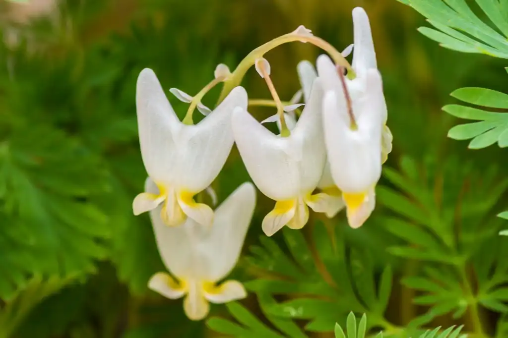 Foto de Dicentra cucullaria - leaves and flowers:Andrew Cannizzaro