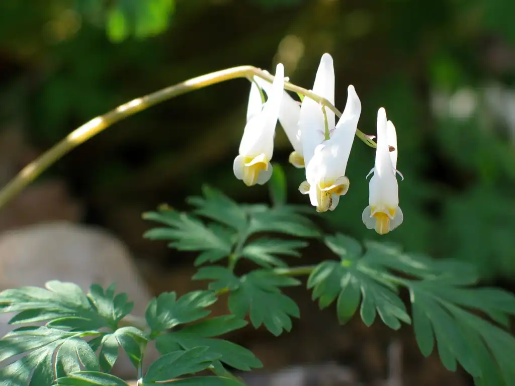Foto de Dicentra cucullaria - leaves and flowers:Catie Drew