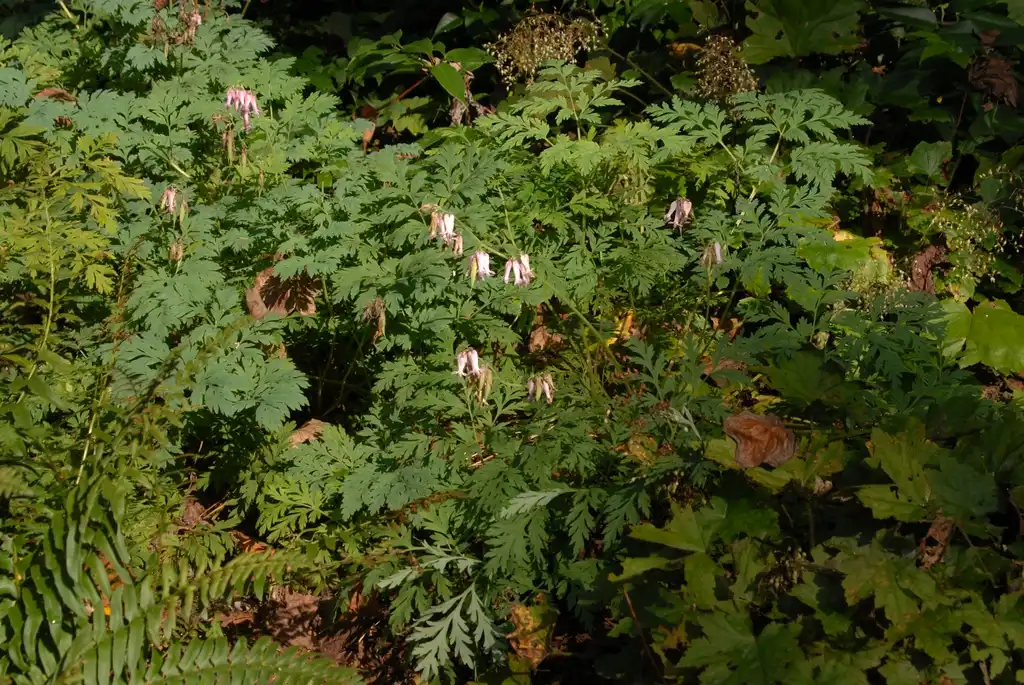 Photo of Dicentra eximia (Dicentra eximias)