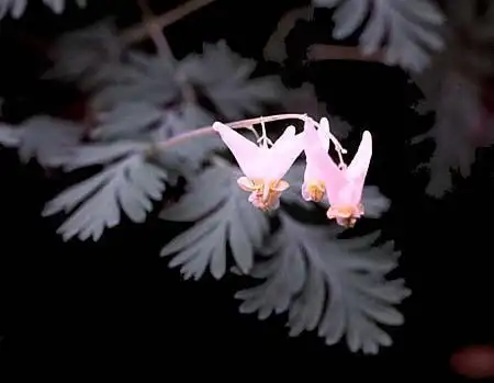 Foto de Dicentra (Dicentras)