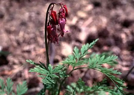 Foto de Dicentra (Dicentras)